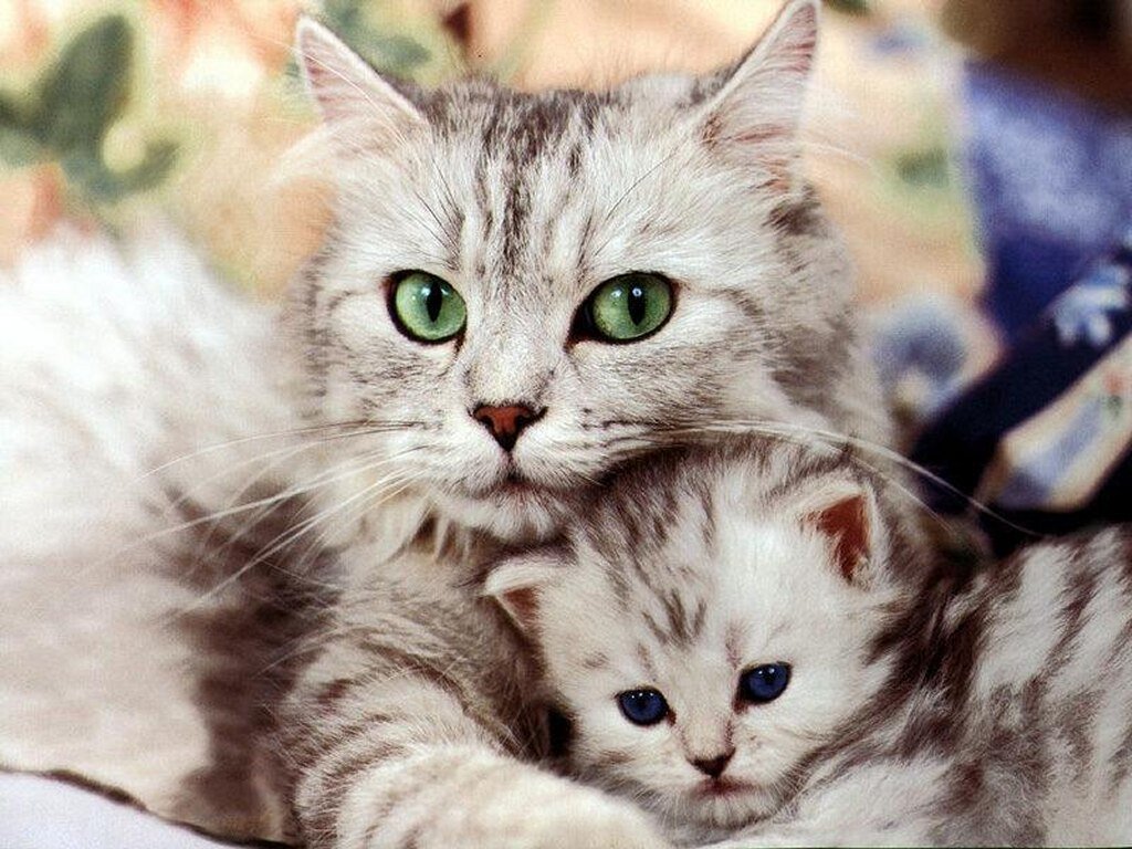 cats cats