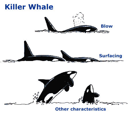Orca behavior