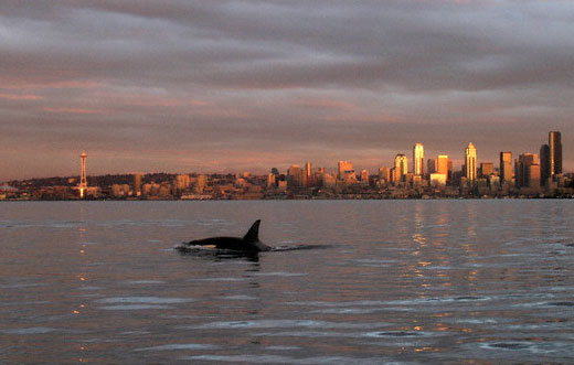 Orca in Elliot Bay with Seattle skyline