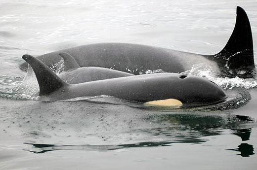 Orcas in Puget Sound