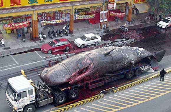 whale explosion