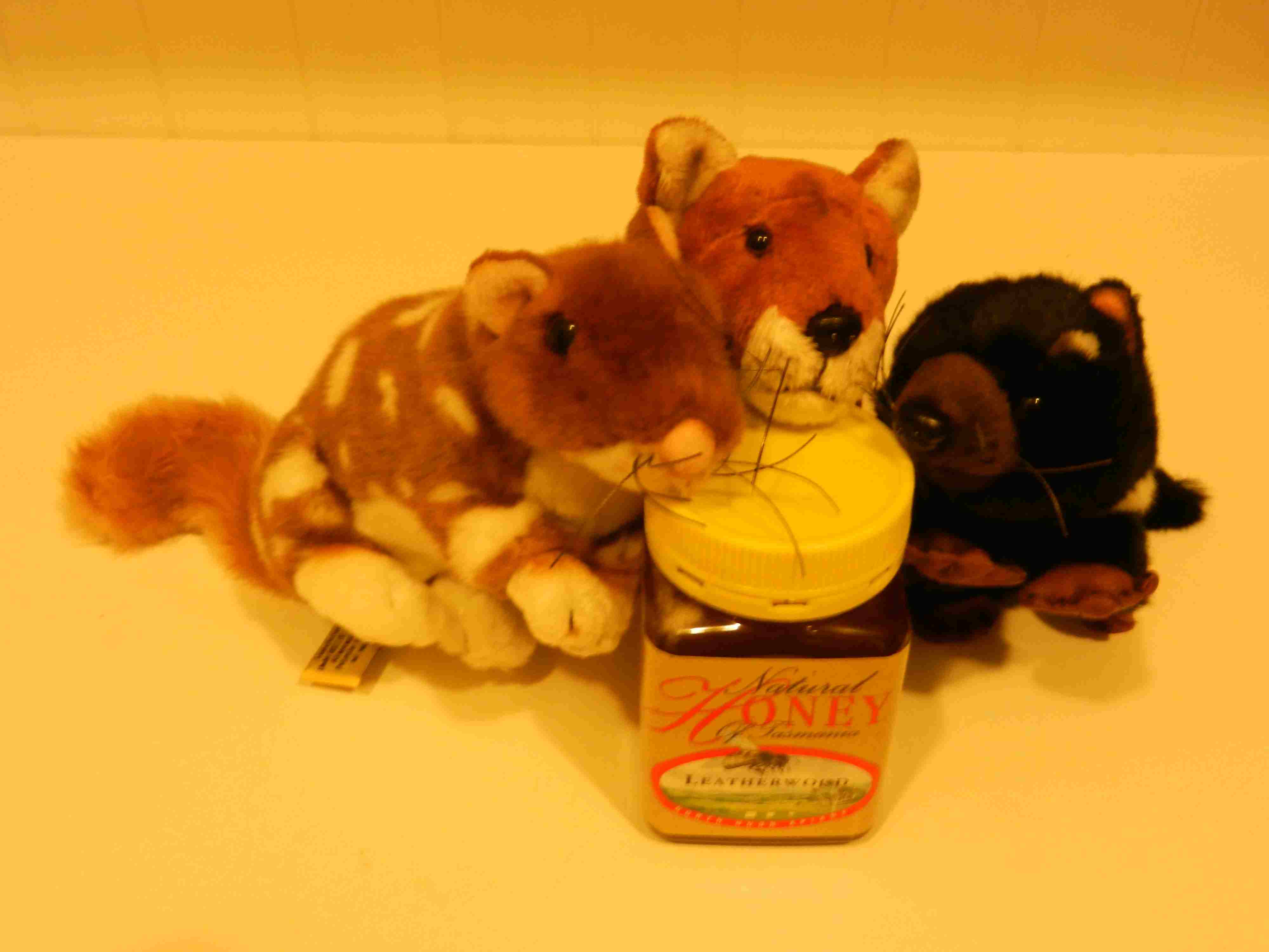 a Tasmanian Fox, a Tasmanian Devil, a Quoll and a jar of Tasmanian honey