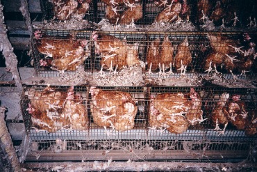 battery farming
